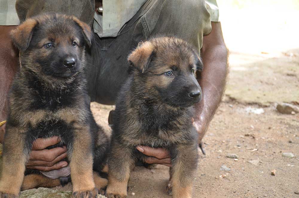 Lords K9 German Shepherd