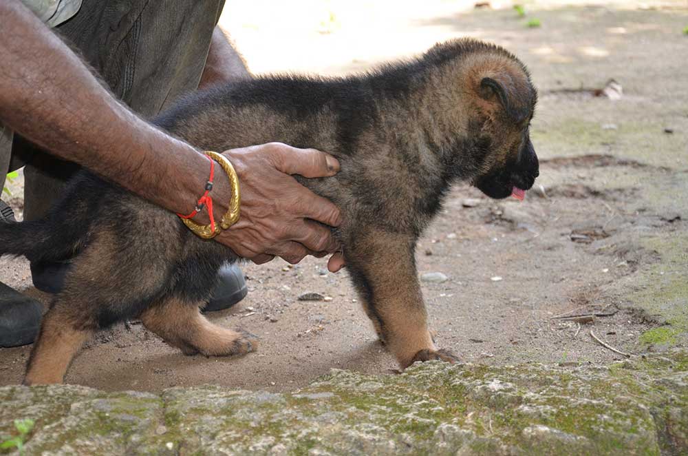 Lords K9 German Shepherd