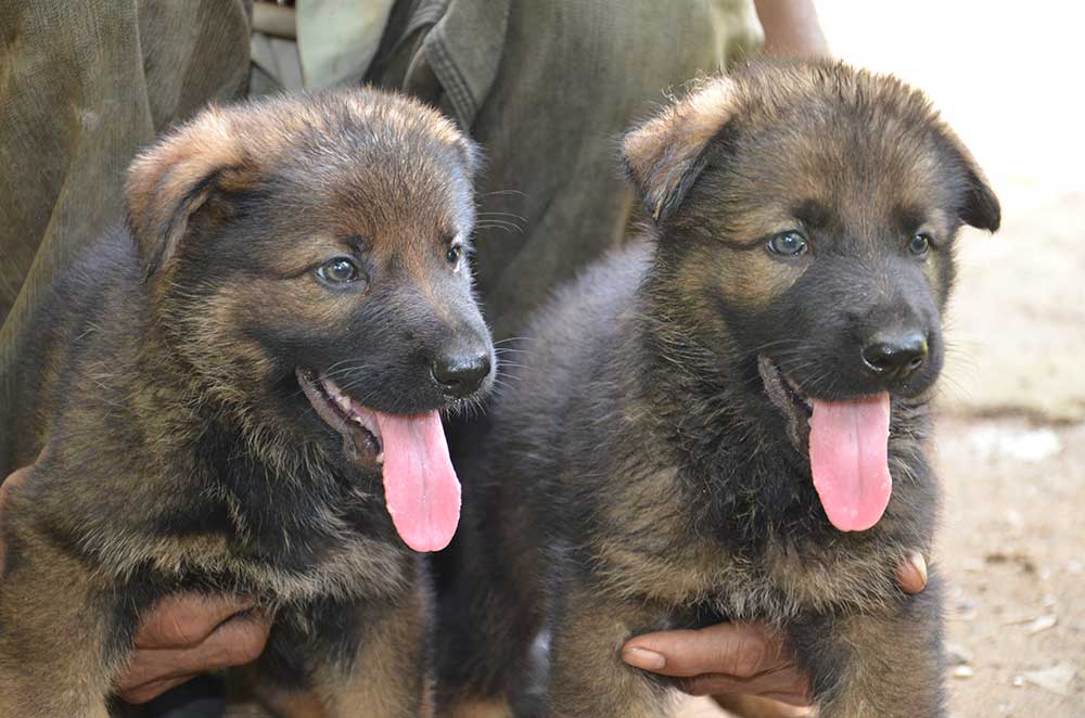 Lords K9 German Shepherd