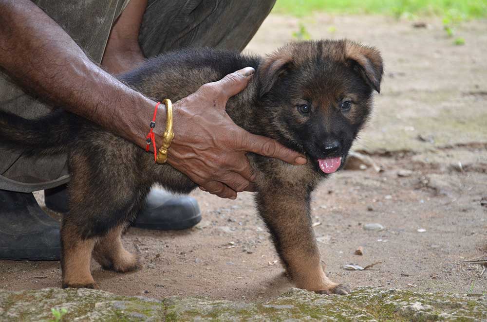 Lords K9 German Shepherd