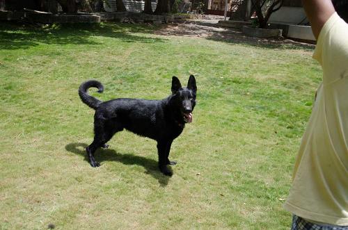 Lords K9 Mike German Shepherd