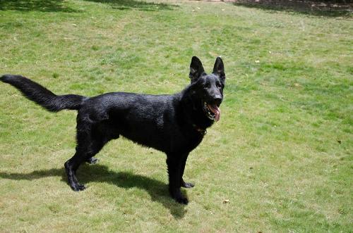 Lords K9 Mike German Shepherd