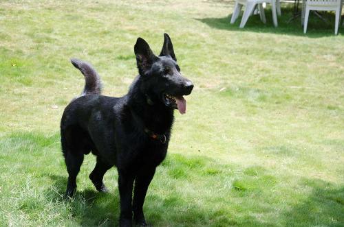 Lords K9 Mike German Shepherd