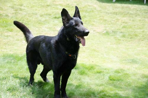 Lords K9 Mike German Shepherd