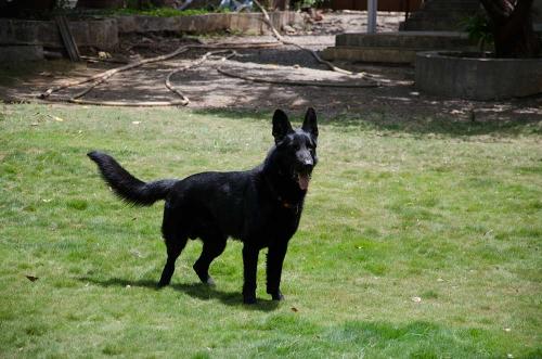 Lords K9 Mike German Shepherd