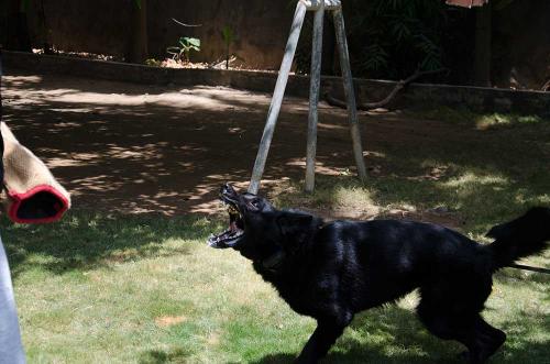 Lords K9 Mike German Shepherd