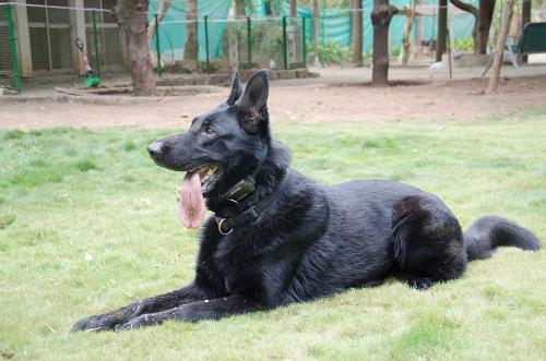 Lords K9 Mike German Shepherd