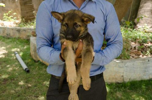 lords k9 dagger german shepherd