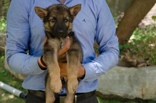 Lords K9 dexter German Shepherd