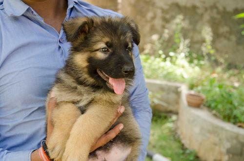 Lords K9 dingo German Shepherd