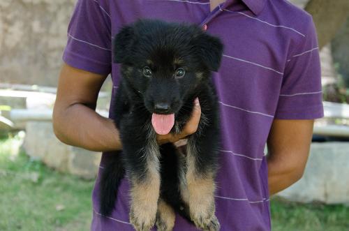 Lords K9 david German Shepherd