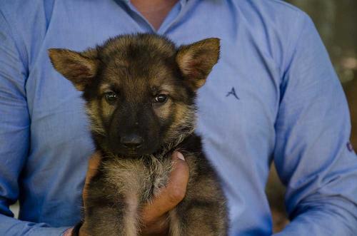 Lords K9 dexter German Shepherd