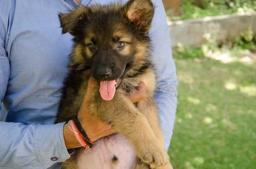 Lords K9 dreamer German Shepherd