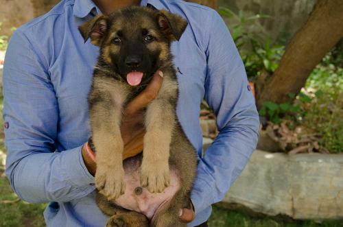 Lords K9 drago German Shepherd