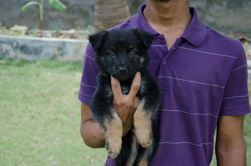 Lords K9 debby German Shepherd