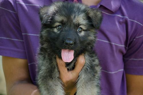 Lords K9 dizzy German Shepherd