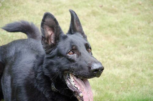 Lords K9 Mike German Shepherd