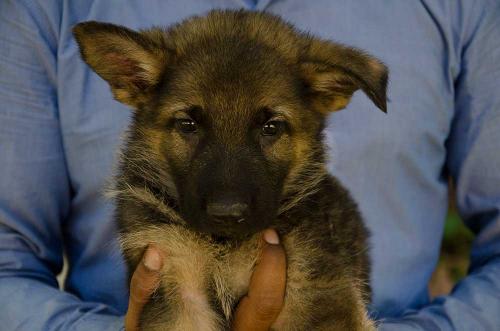 lords k9 dagger german shepherd