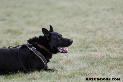 Lords K9 Sorbon German Shepherd