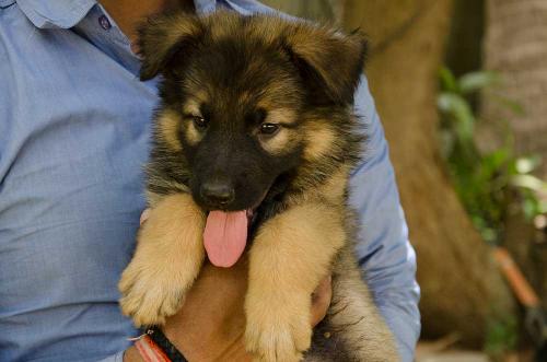 Lords K9 dingo German Shepherd