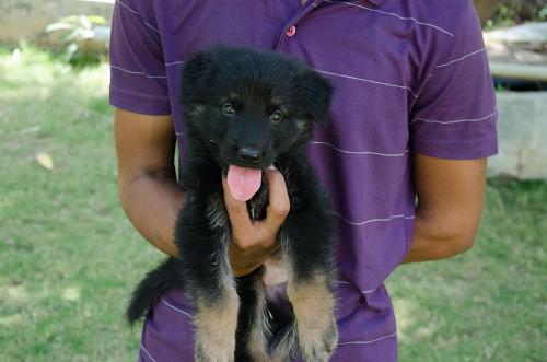 Lords K9 david German Shepherd