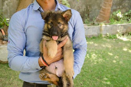 Lords K9 dreamer German Shepherd