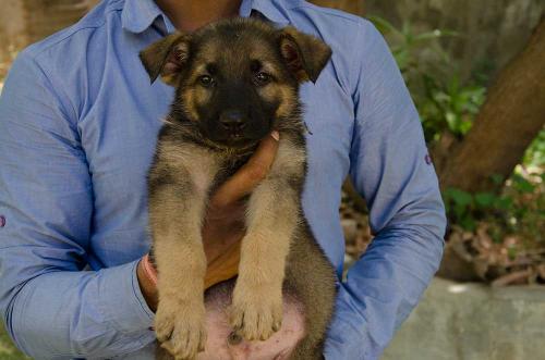 Lords K9 drago German Shepherd