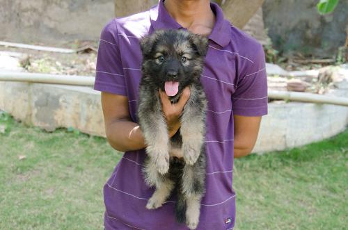 Lords K9 dizzy German Shepherd