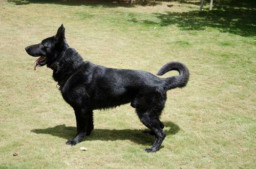 Lords K9 Mike German Shepherd