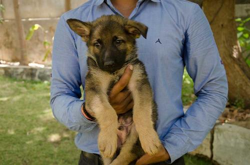 lords k9 dagger german shepherd