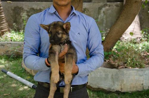 Lords K9 dexter German Shepherd