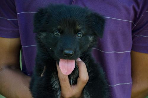 Lords K9 david German Shepherd