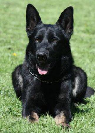 Lords K9 Sorbon German Shepherd