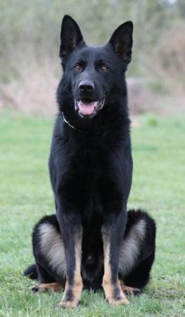 Lords K9 Sorbon German Shepherd