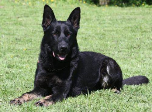 Lords K9 Sorbon German Shepherd