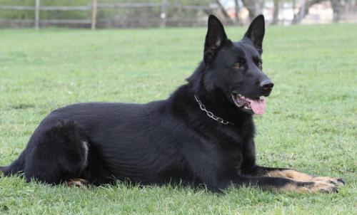 Lords K9 Sorbon German Shepherd