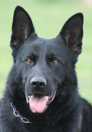 Lords K9 Sorbon German Shepherd