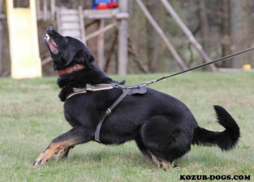 Lords K9 Sorbon German Shepherd