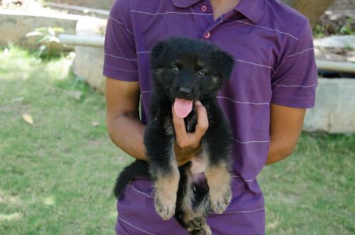 Lords K9 david German Shepherd