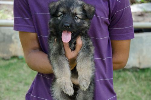 Lords K9 dizzy German Shepherd