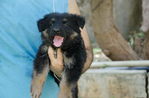 Lords K9 Dolly German Shepherd