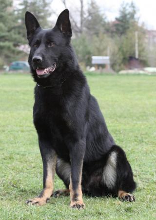 Lords K9 Sorbon German Shepherd