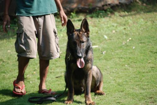 Lords K9 Tango German Shepherd