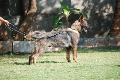 Lords K9 Tango German Shepherd