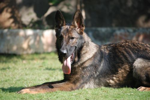 Lords K9 Tango German Shepherd