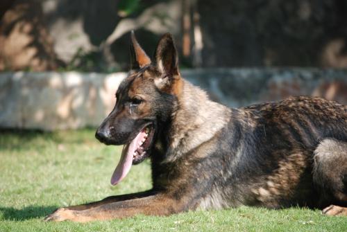 Lords K9 Tango German Shepherd