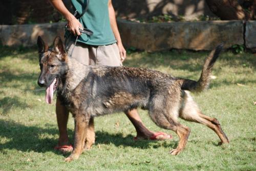 Lords K9 Tango German Shepherd