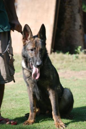 Lords K9 Tango German Shepherd