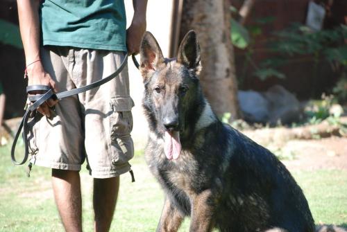 Lords K9 Tango German Shepherd