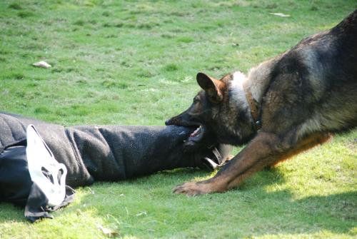 Lords K9 Tango German Shepherd